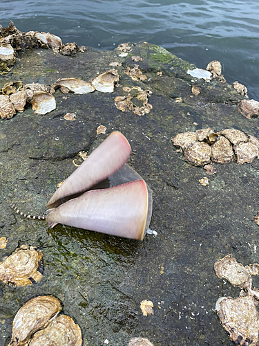 ツバクロエイの釣果