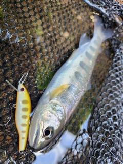 アマゴの釣果