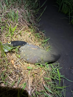 ナマズの釣果