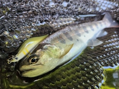 アマゴの釣果