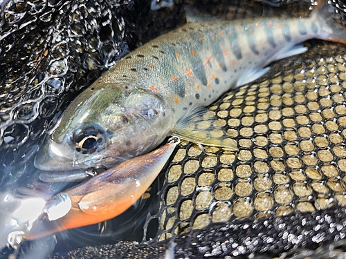 アマゴの釣果