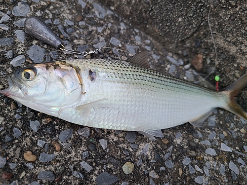 コノシロの釣果