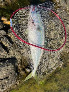 ワラサの釣果