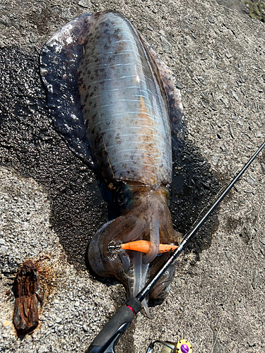 アオリイカの釣果