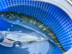 サバの釣果