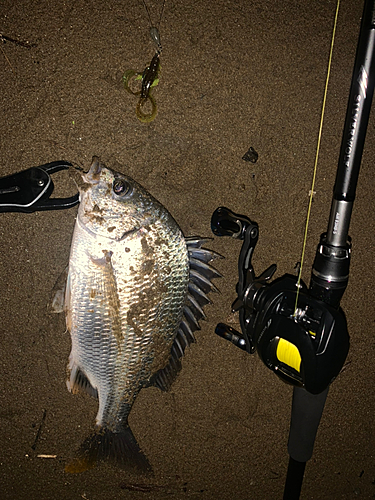 キビレの釣果