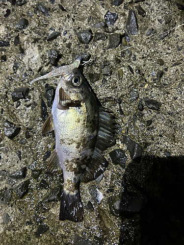 クロメバルの釣果