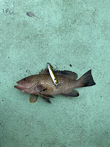 オオモンハタの釣果