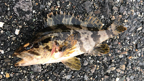 タケノコメバルの釣果