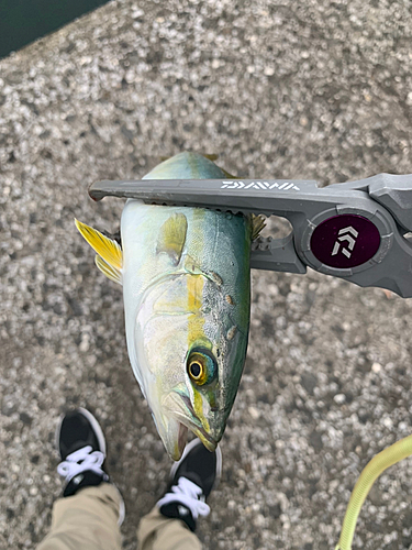 ショゴの釣果