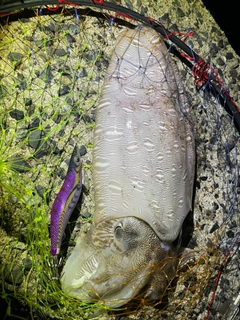 モンゴウイカの釣果