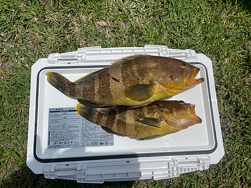 アオハタの釣果