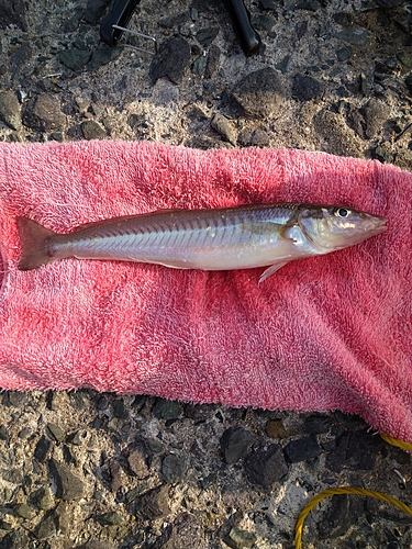 キスの釣果