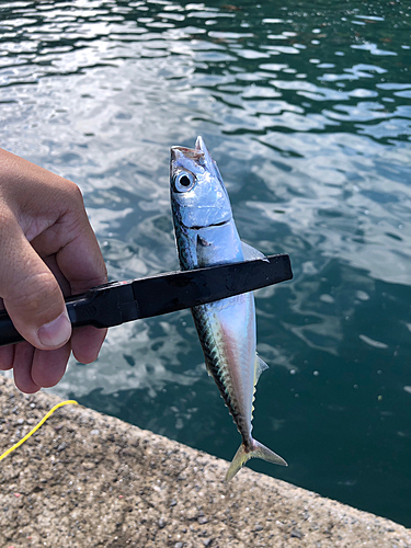 サバの釣果