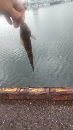 コチの釣果