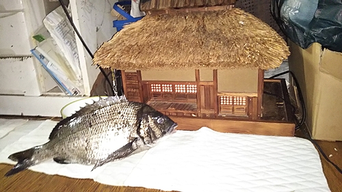 チヌの釣果