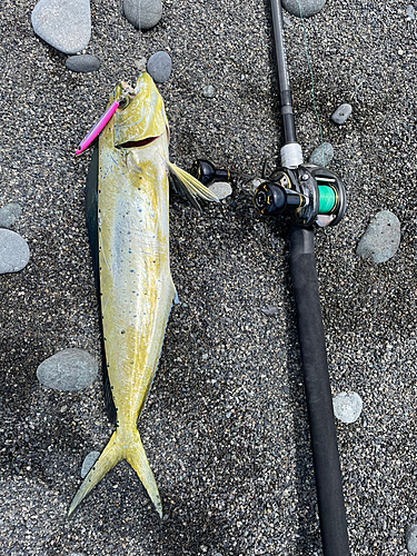 シイラの釣果