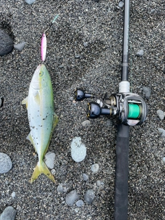 ワカシの釣果