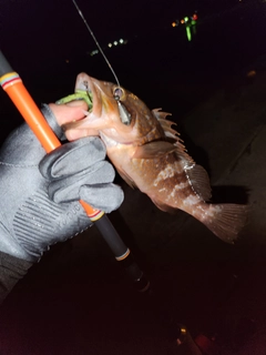 アコウの釣果