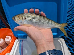 コノシロの釣果