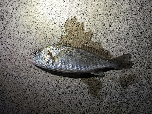 イシモチの釣果