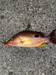 クロホシフエダイの釣果