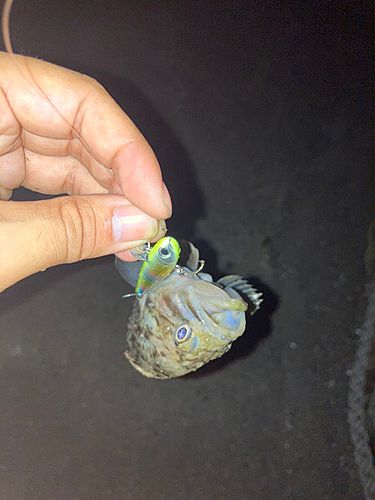 タケノコメバルの釣果