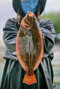 ヒラメの釣果