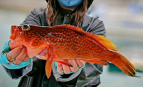 アコウの釣果