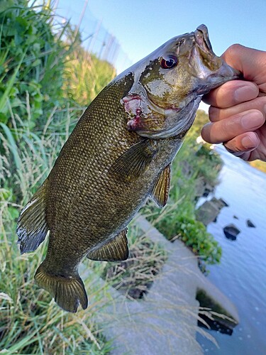 スモールマウスバスの釣果