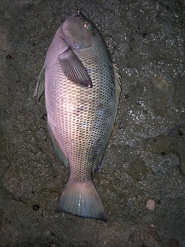 メジナの釣果