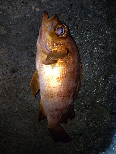 メバルの釣果