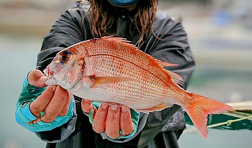 マダイの釣果