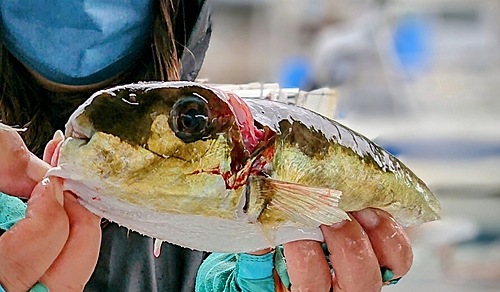 フグの釣果