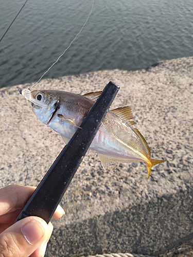 マアジの釣果