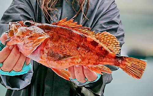 アラカブの釣果