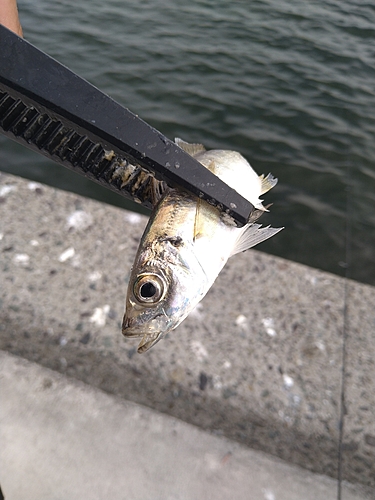 マアジの釣果