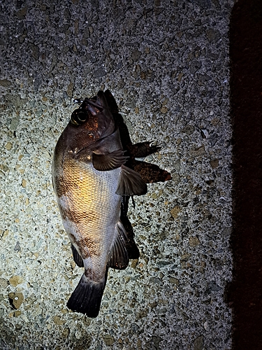 メバルの釣果