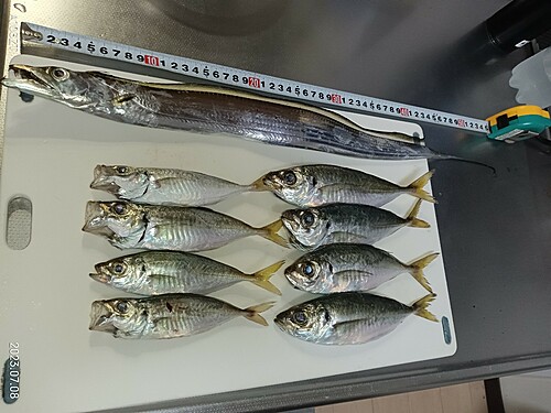 アジの釣果