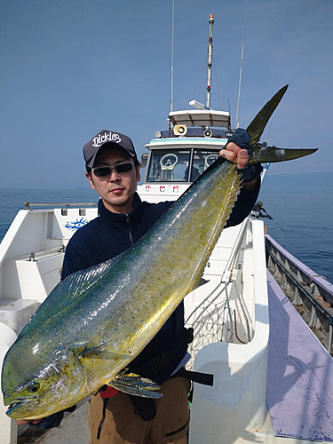 シイラの釣果