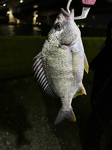 キチヌの釣果