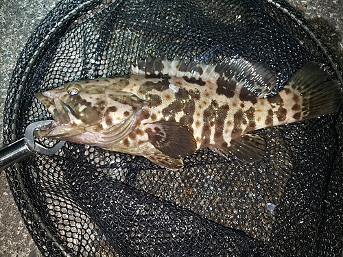 チャイロマルハタの釣果