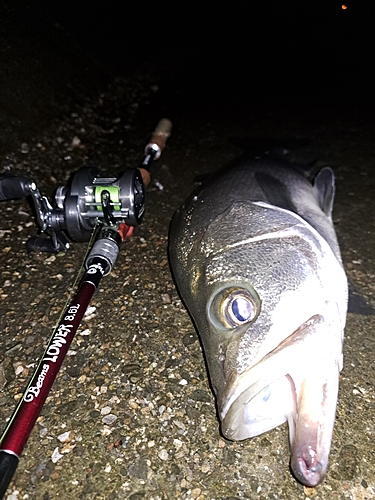 ヒラスズキの釣果