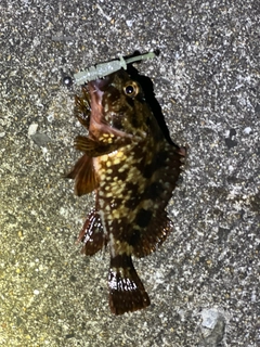 ガシラの釣果
