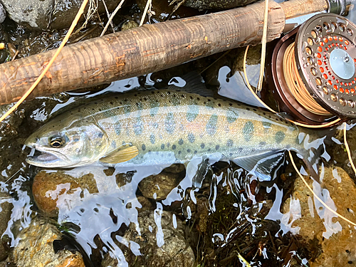 ヤマメの釣果