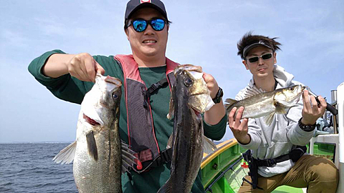 シーバスの釣果