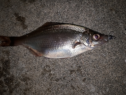 ウミタナゴの釣果