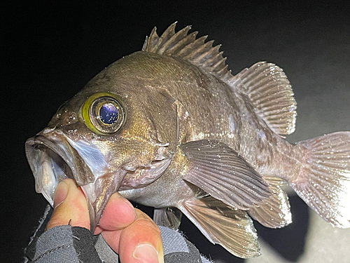 メバルの釣果