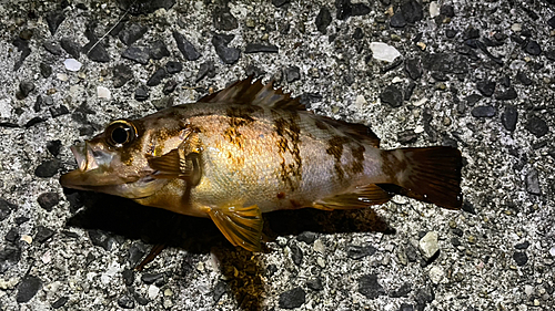 メバルの釣果