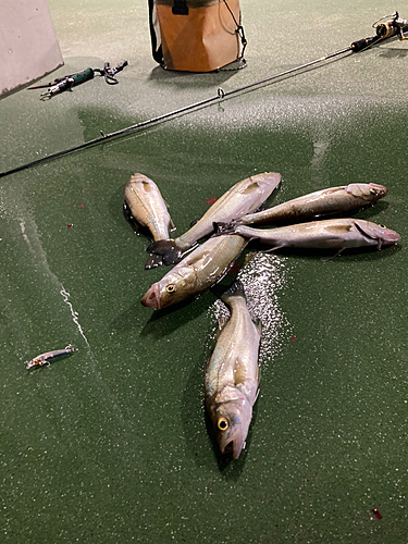 シーバスの釣果